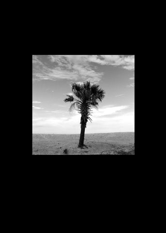 Tiny Tall Trees (No. 15)