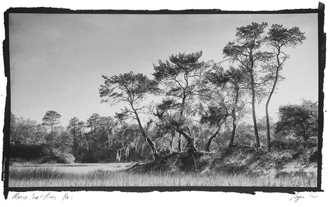 Moses Creek Pines