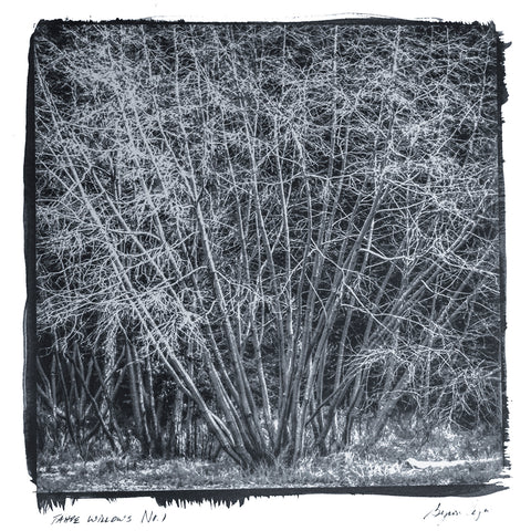 Tahoe Willows
