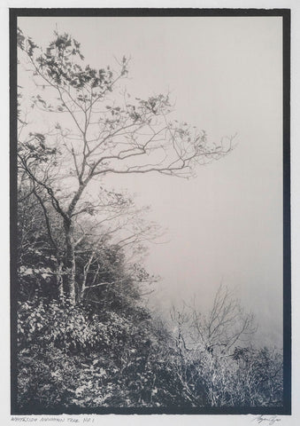 Whiteside Mountain Tree