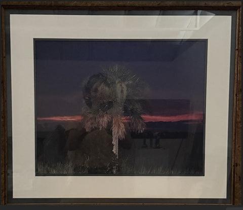 Sunset Palm