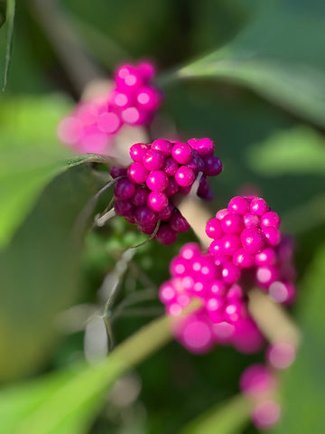 Untitled (Callicarpa Americana)