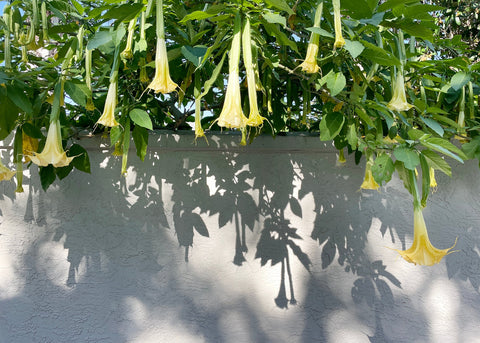Angel Trumpets