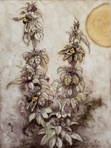 Beebalm (Monarda punctata)