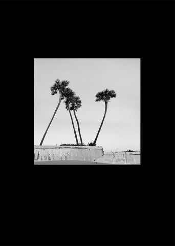 Tiny Tall Trees (No. 10)